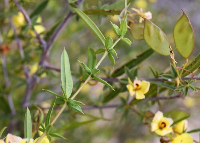 Western Australian Plants Fabaceae